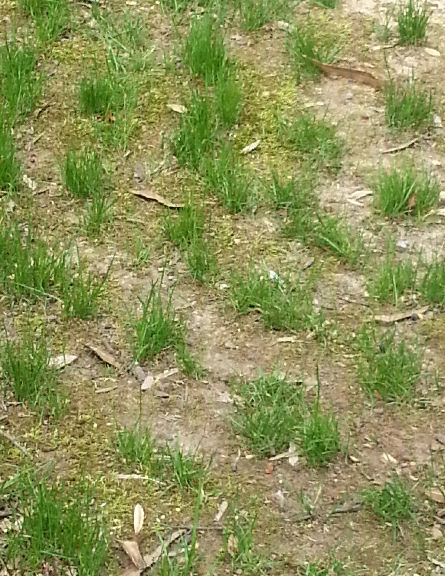 Core and Over Seed on a bare lawn